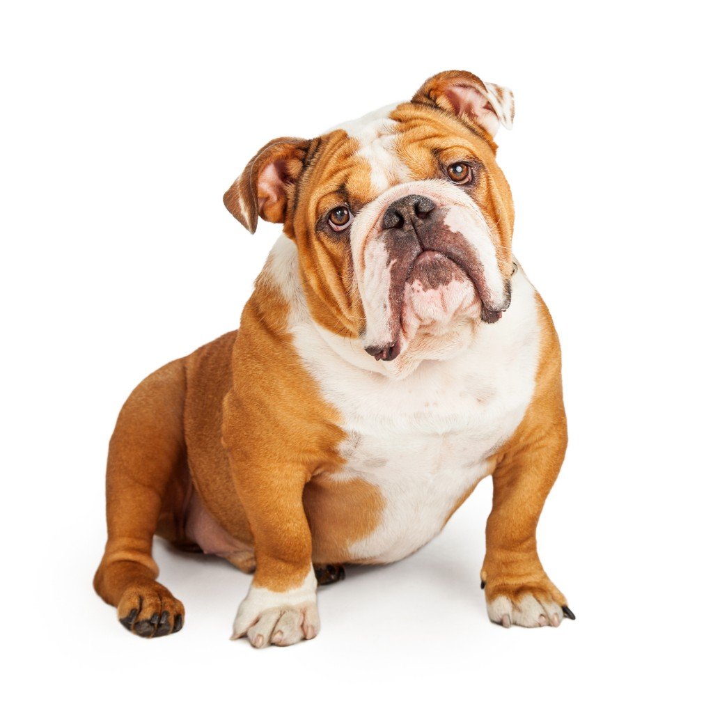 Bulldog – Friendly and Calm