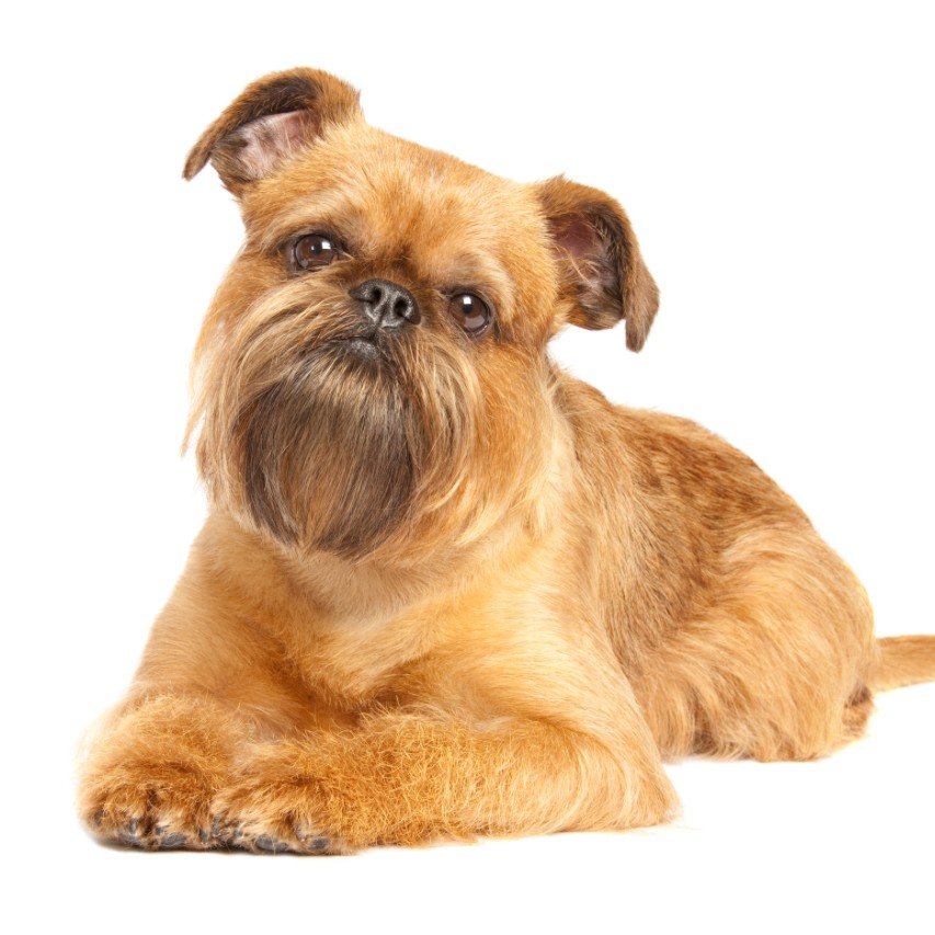 The Loyal and Alert Brussels Griffons