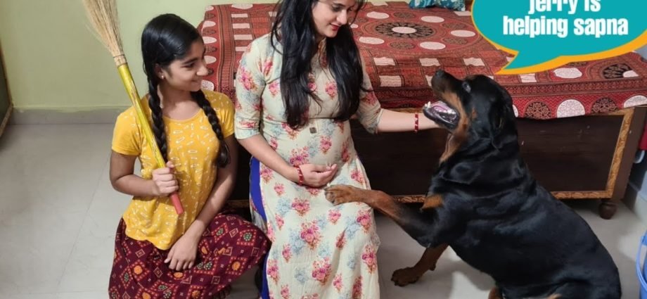 my dog is helping a pregnant wife