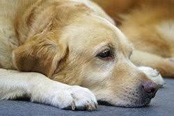 Methods to Treatment Blastomycosis in Canines