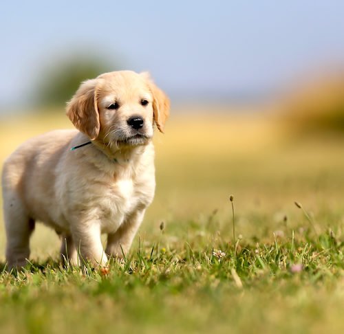 Getting A Golden Young Puppy