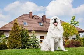Guard Dogs And Also Residence Protection