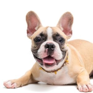 The 15 Best Dogs Breeds for Kids