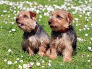 Why Own a Norfolk Terrier Canine as Family Pet