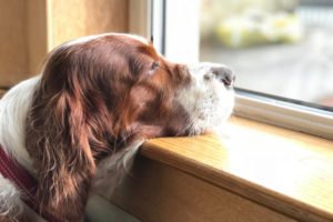 Splitting Up Stress And Anxiety in Pet Dogs - Quit Providing A Lot Interest to Your Animal