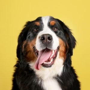 The 15 Best Dogs Breeds for Kids
