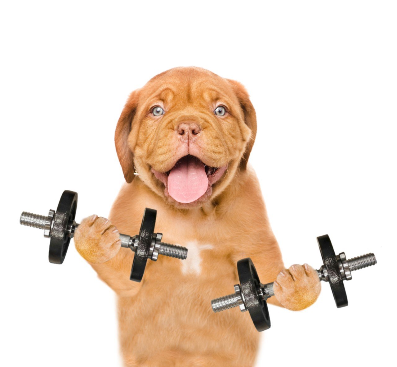 Training Workouts for Вogs. Teach Your Pet More Workouts