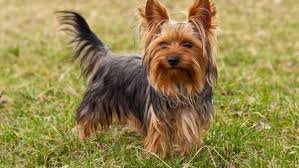 The Popular Family Pet as well as Small Dog: Yorkshire Terrier