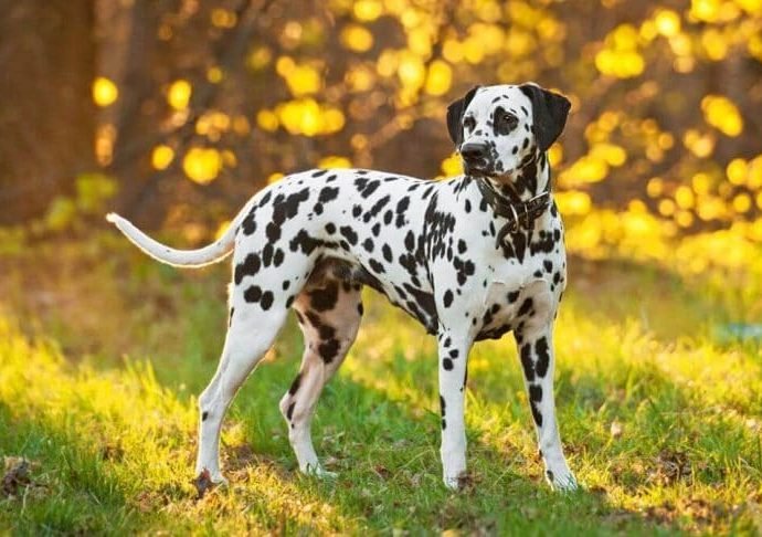 The Carriage Pet Dog, the Dalmatian