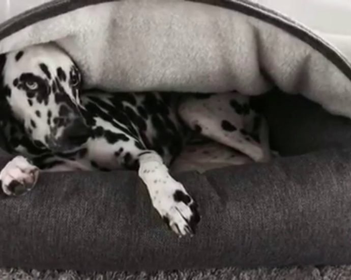 5 Advantages Of Having A Pet Dog Bed Cavern For Your Pet