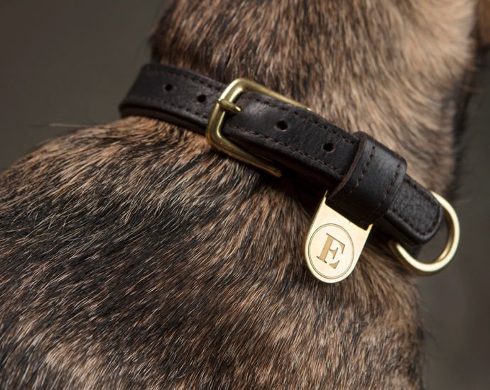 Selecting a Dog Collar - Things to Consider When Selecting a Dog Collar