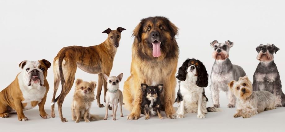 What Are the 5 Sorts Of Dog Breeders?