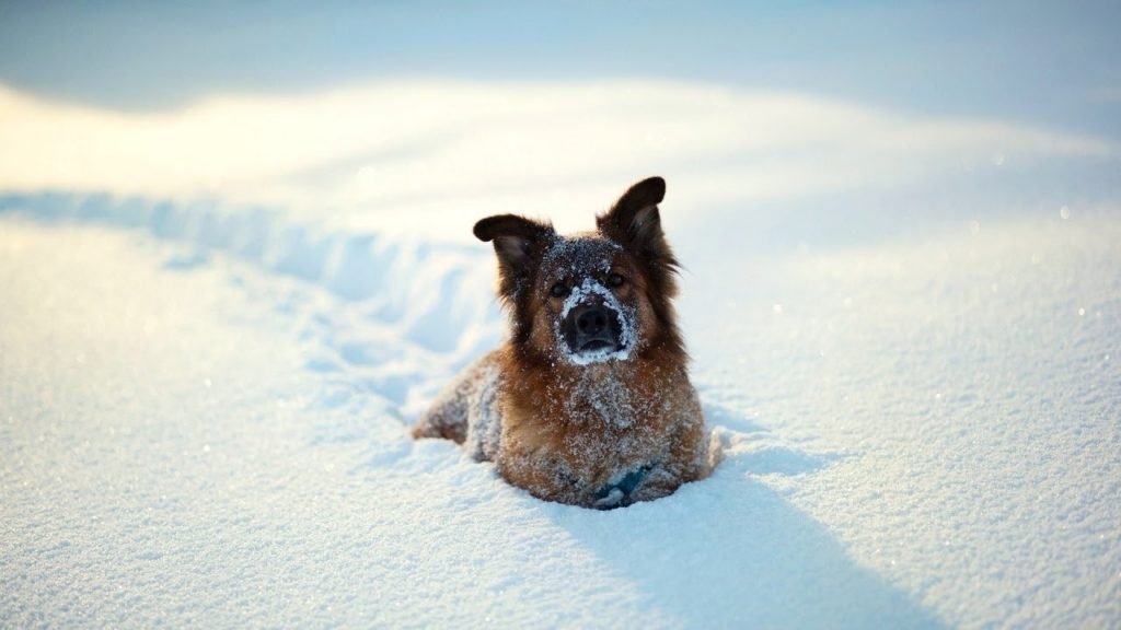 How to Prevent Snowballs in Dog's Foot Pads