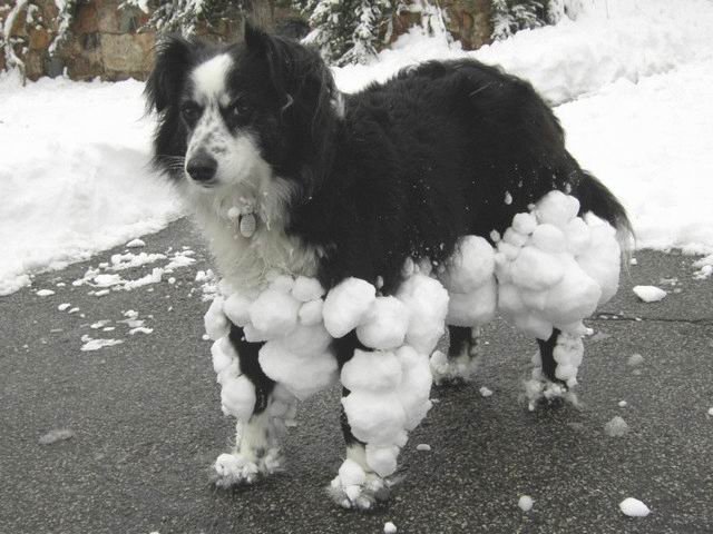 How to Prevent Snowballs in Dog's Foot Pads