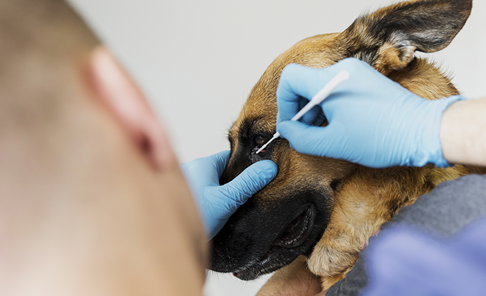 How do you take care of your dog's eyes?