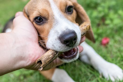 Beagles as Household Dogs-- Finest Household Canines