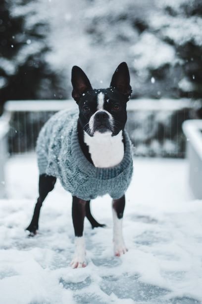 Boston Terriers As Household Dogs