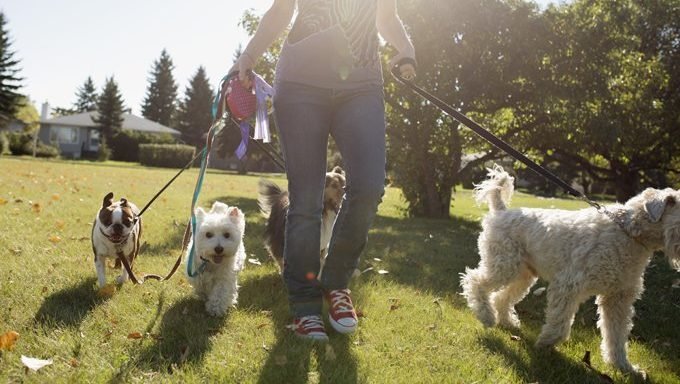 Doggy Day Care, Pet Walker, Or Family Pet Caretaker: Which Is Best?