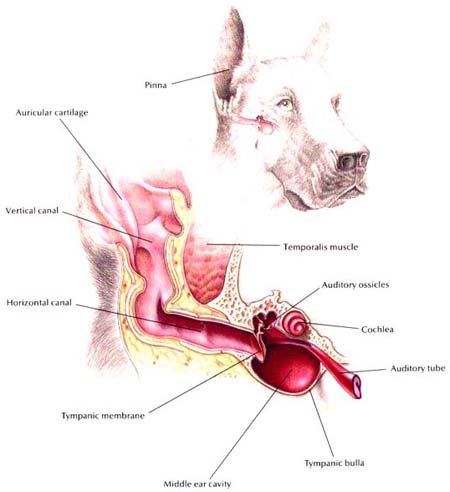 Otitis in dogs