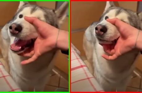 Funniest Talking Dogs | Funny Dogs & Cats Life