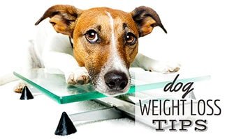 Dog sitting on scale (caption: Dog Weight Loss Tips)