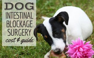 Dog chewing on apple (caption: Dog Intestinal Blockage Surgery Cost)