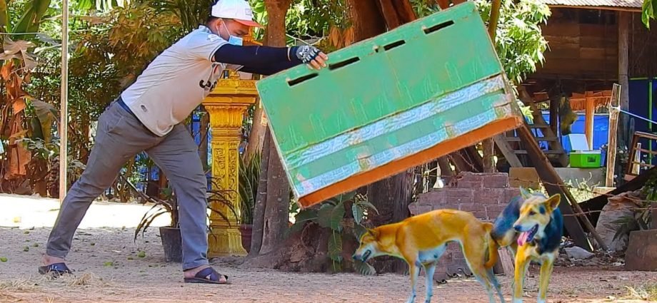 Oh No !! Super Huge Box Prank Vs 2 Sleeping Dogs - Very Funny Videos