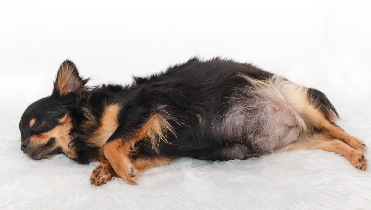 Chihuahua pregnant dog sleeping on the bed with white background.