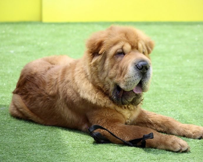 3 things to know about the shar pei dog