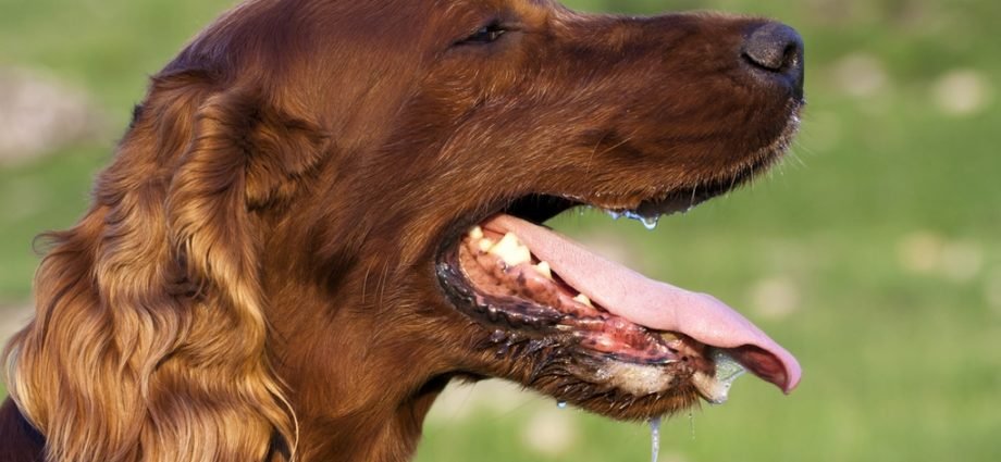 Heavy Panting in Pet Dogs: Why Does it Take place?