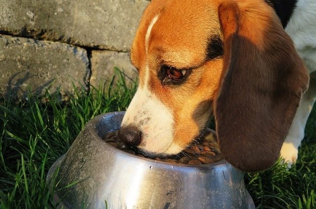 What to do when your dog won't eat