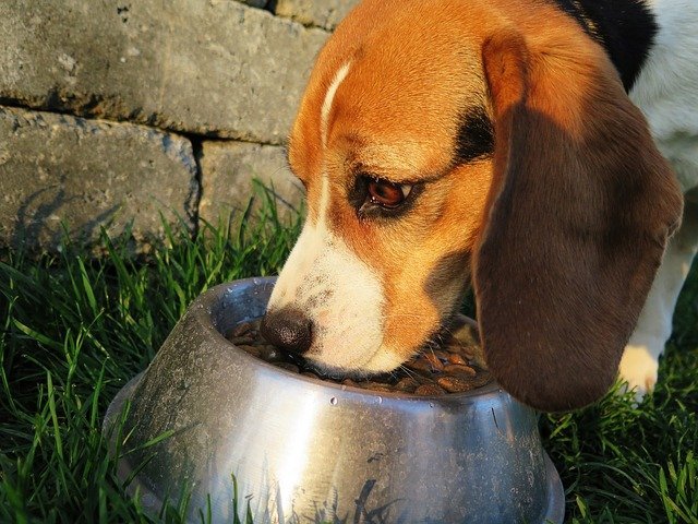 What to do when your dog won't eat