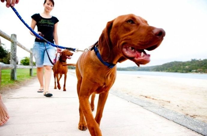 What to do with a dog that constantly pulls on the leash