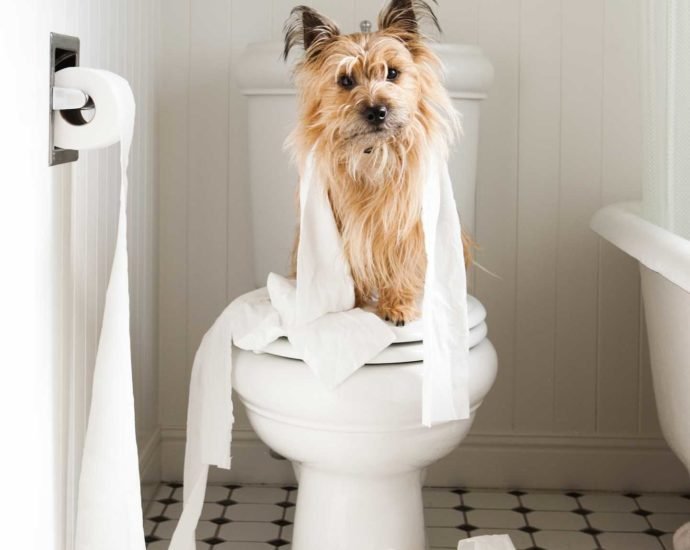 Canine Diarrhoea: Signs and Treatment