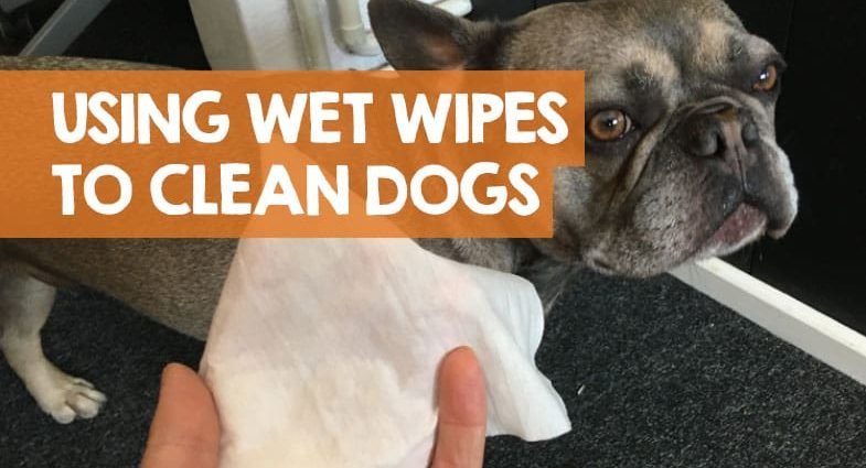 Are Baby Wipes Safe For Dogs Ears?