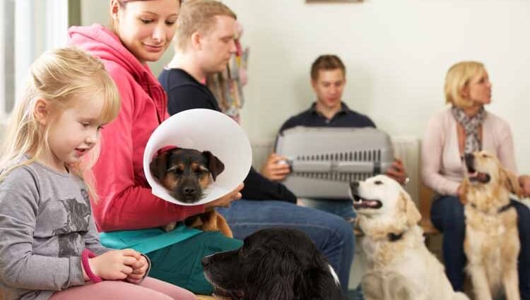 Preparing a visit to the vet with your dog